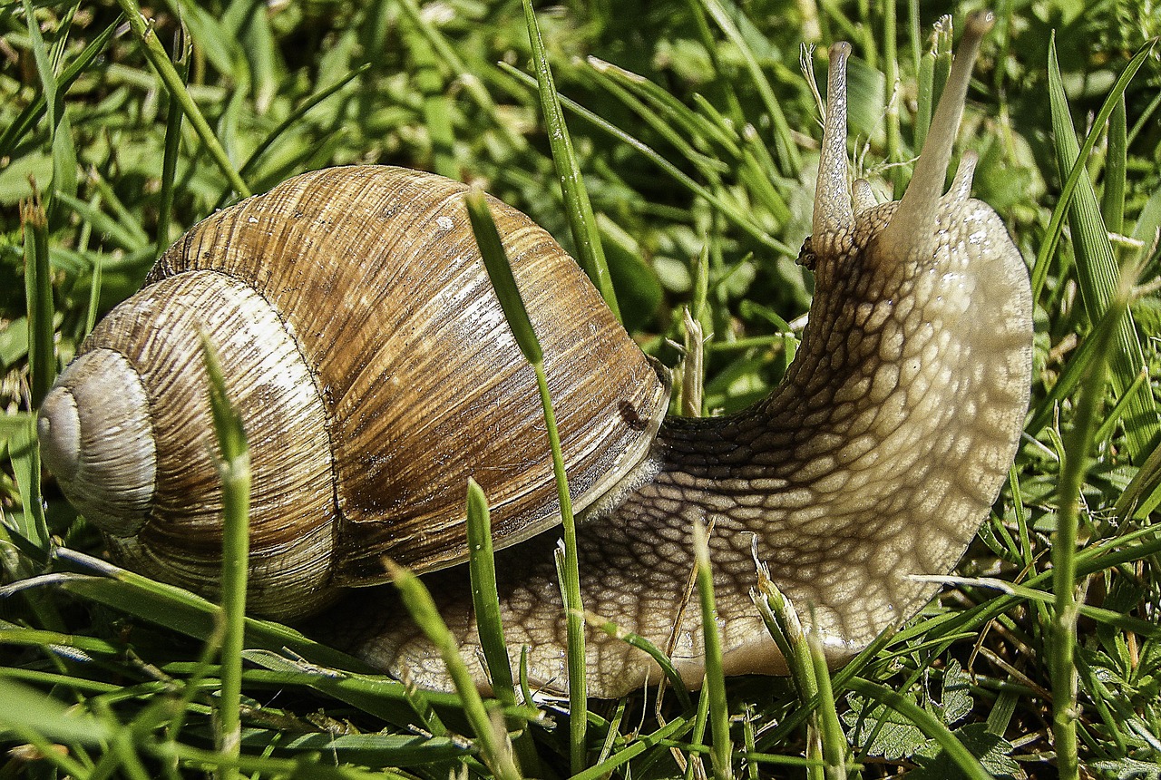 snail meadow nature free photo
