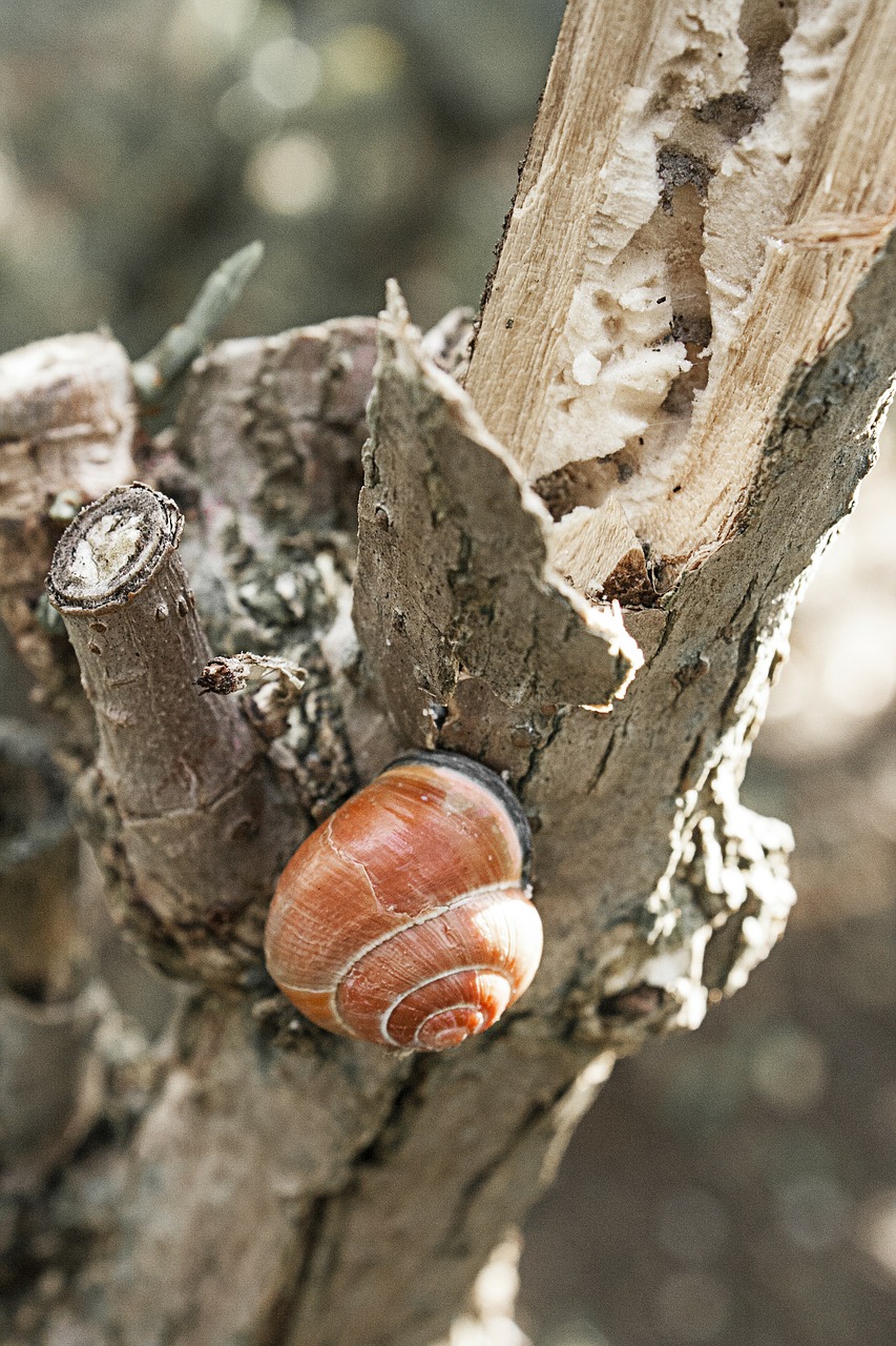 snail snails nature free photo