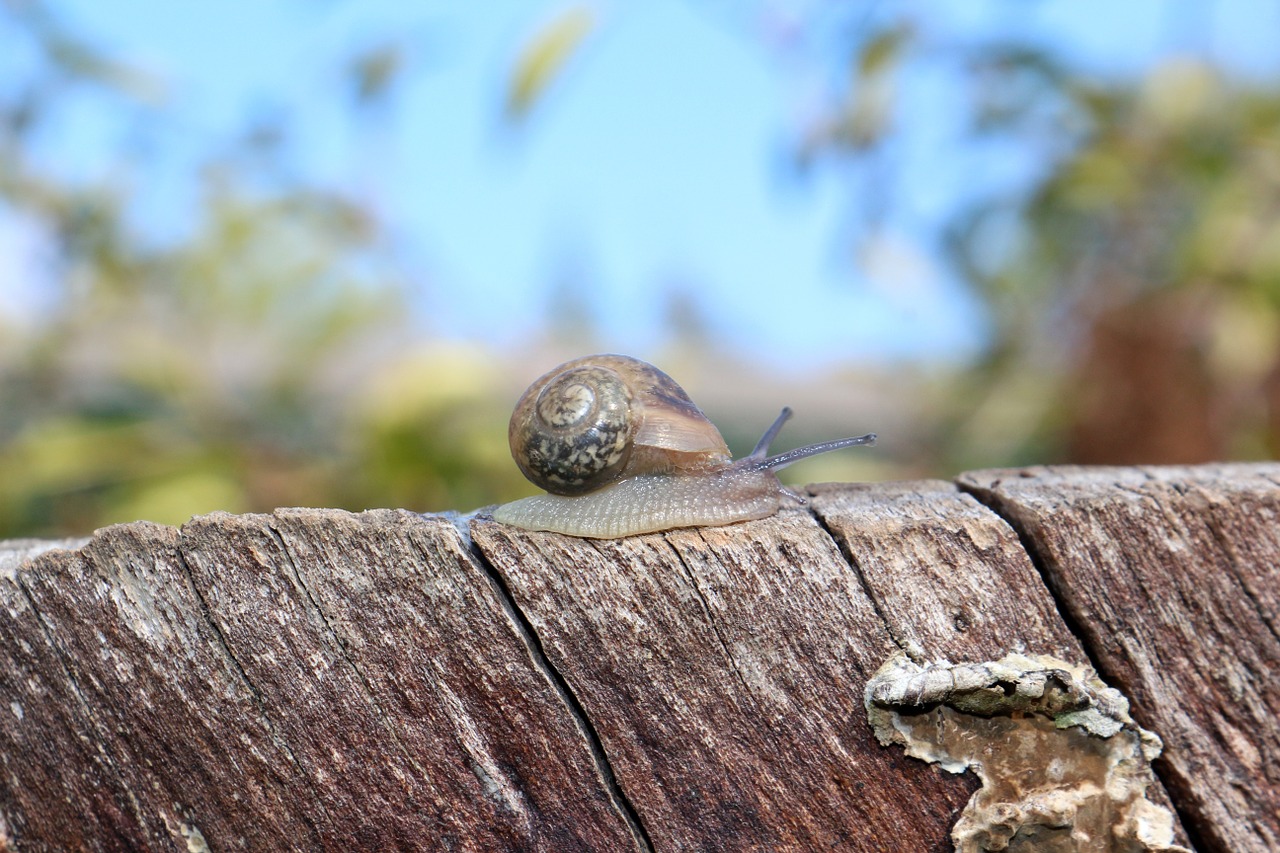 snail macro molluscs free photo