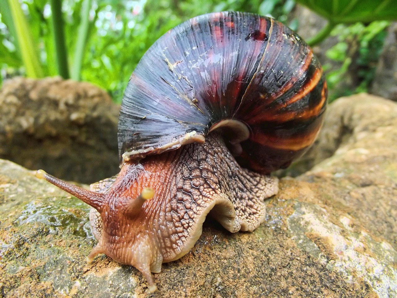 snail african south africa free photo