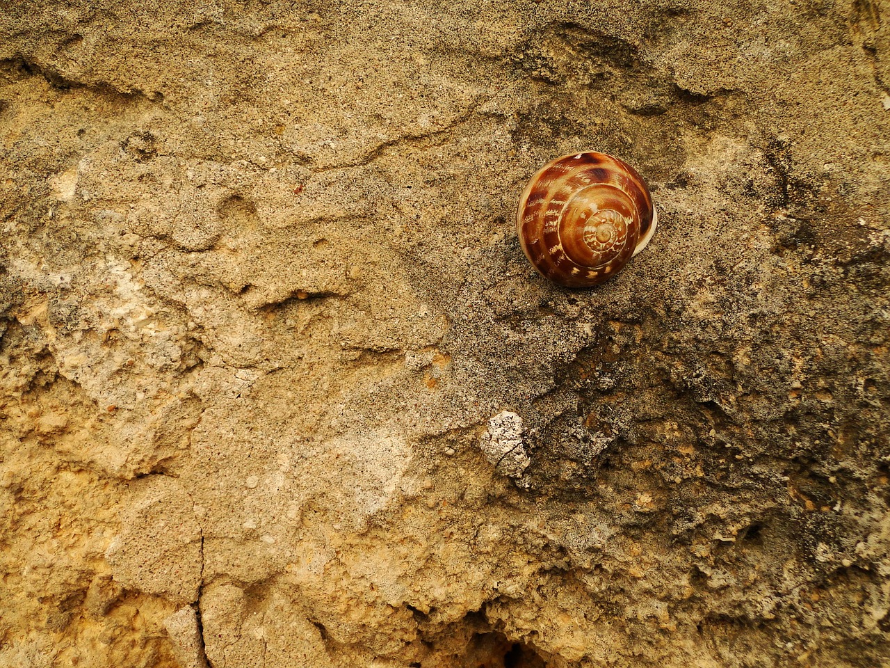 snail shell nature free photo