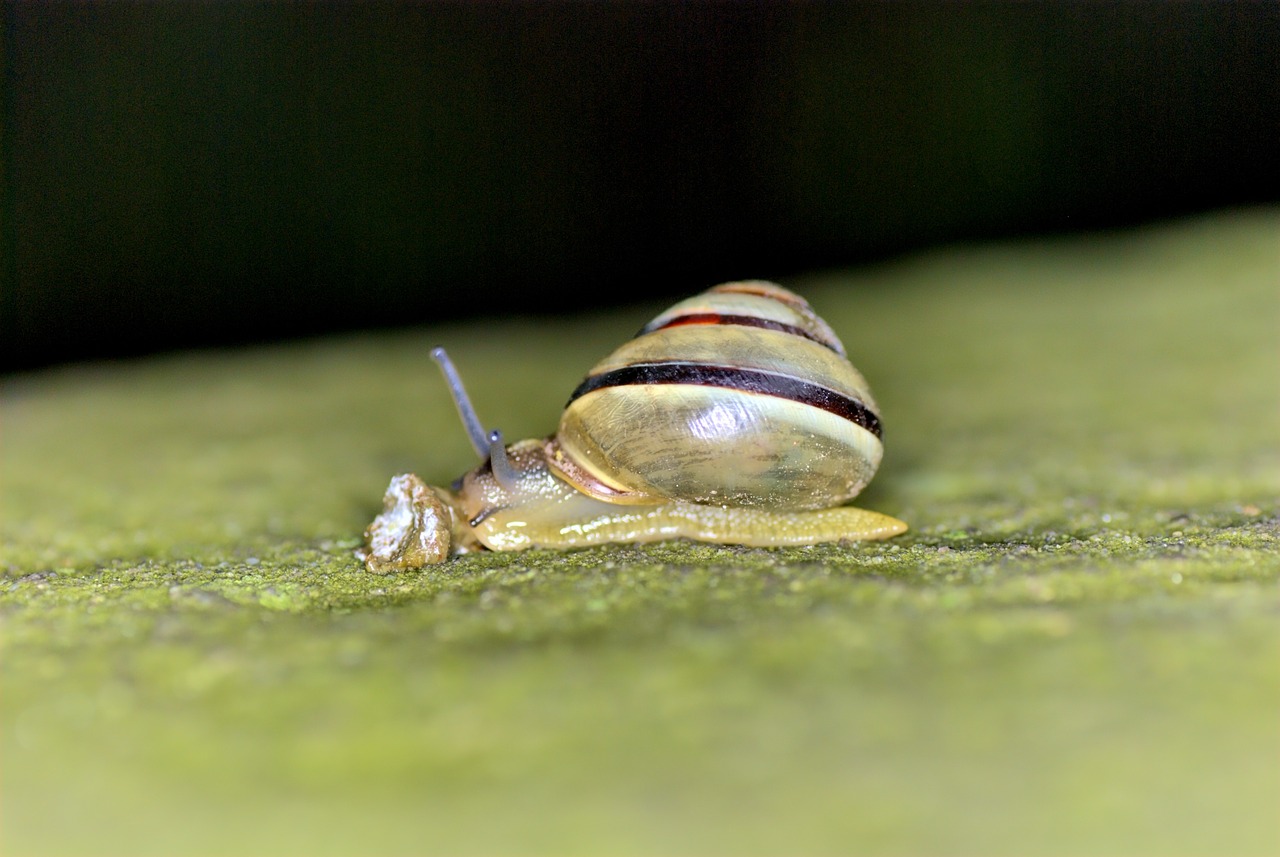 snail leaf nature free photo