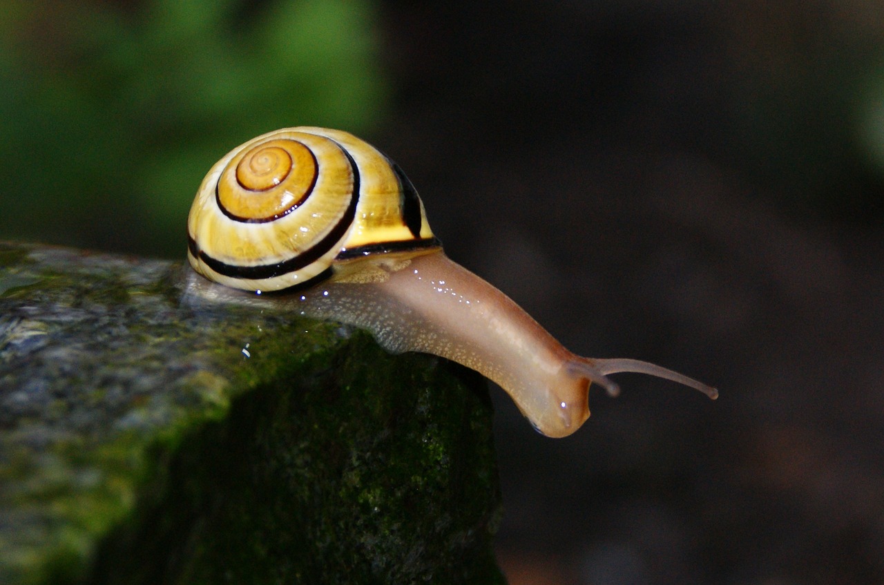 snail shell filler free photo