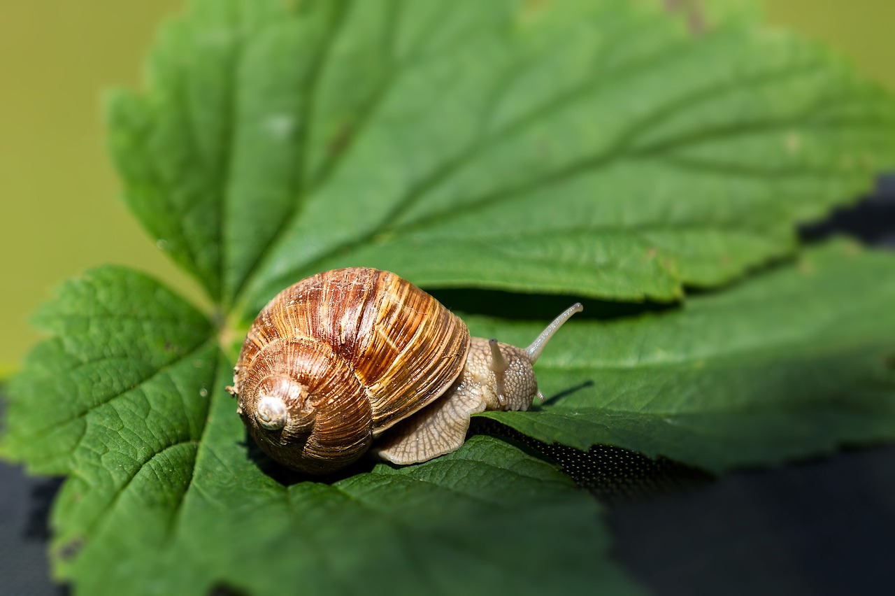 snail leaf shell free photo