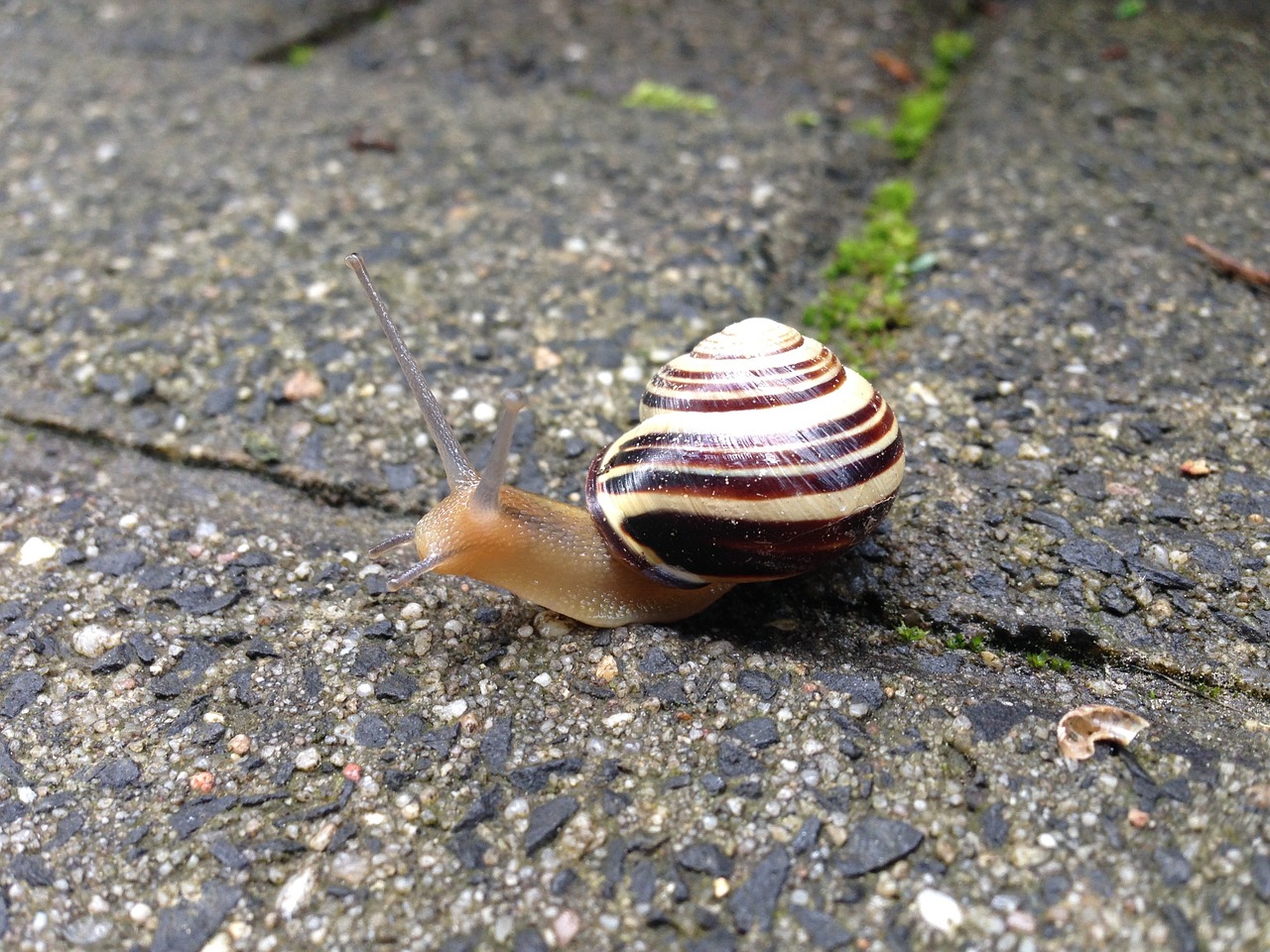 snail paving stone animal free photo