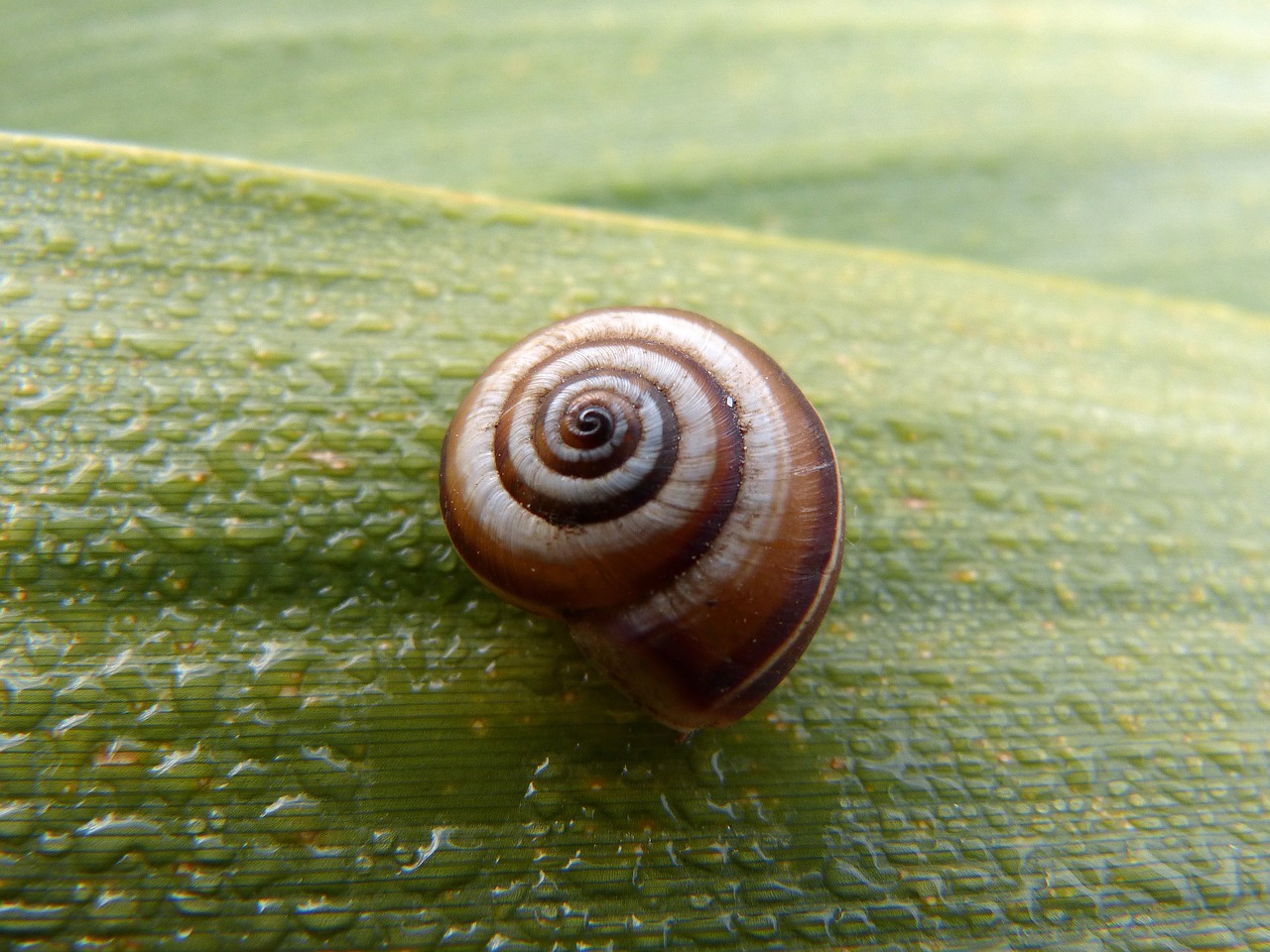 snail leaf moisture free photo