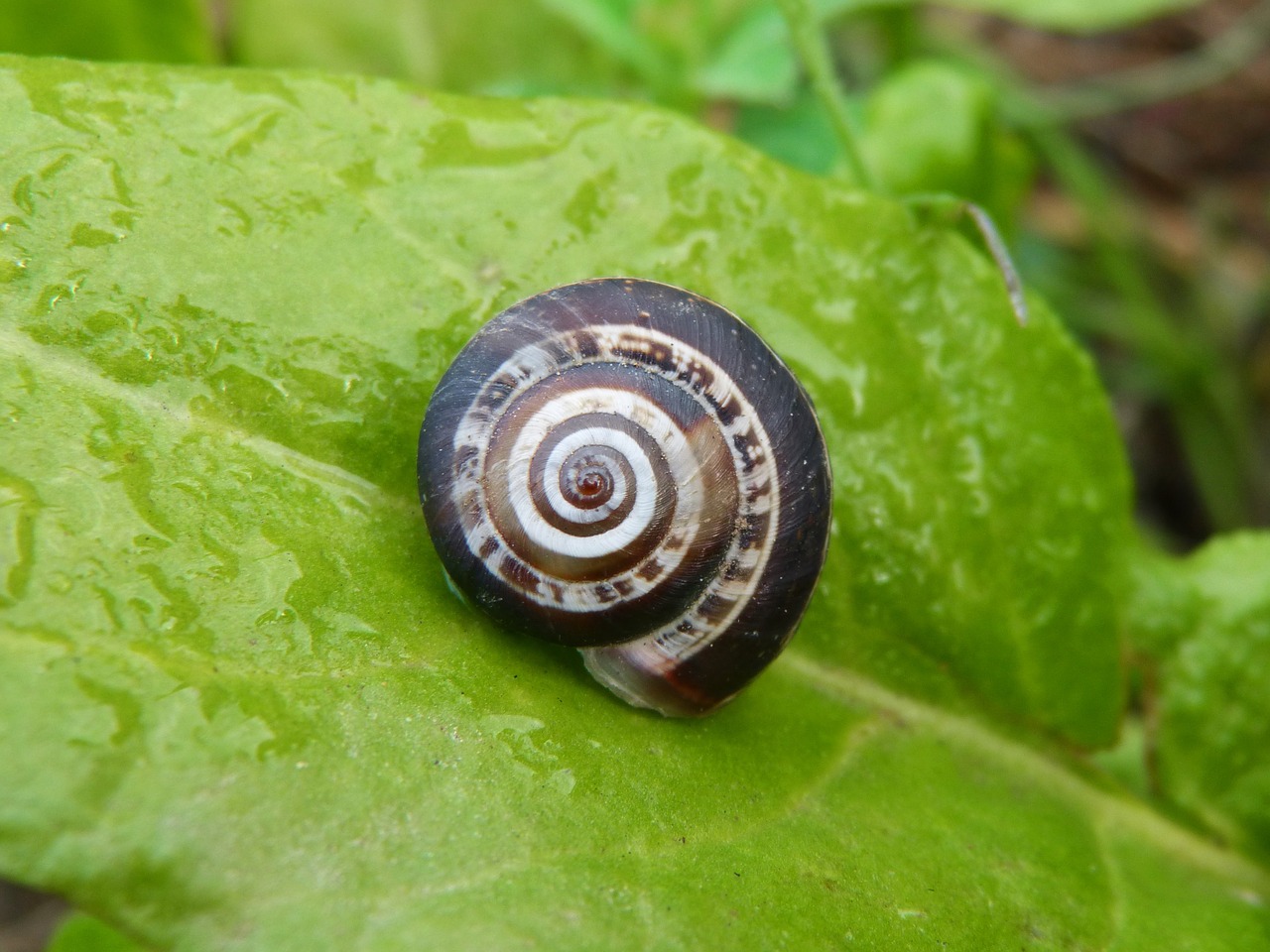 snail leaf chard free photo
