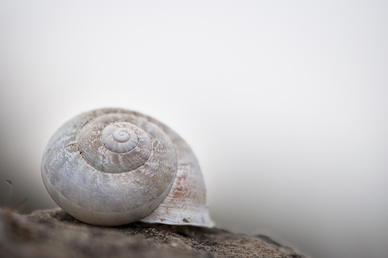snail white shell free photo