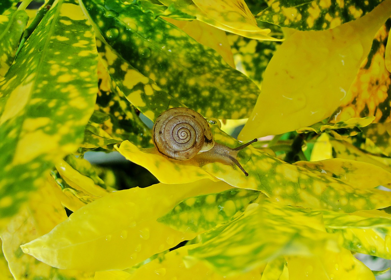 snail plant yellow free photo