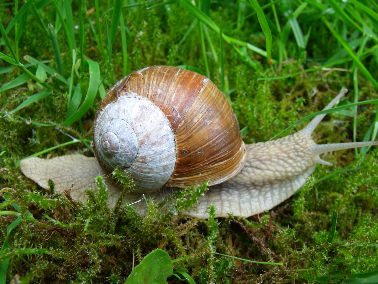 snail shell mollusk free photo