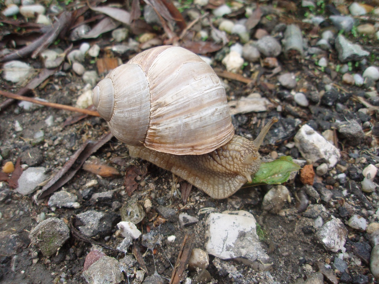 snail crawl schnecknehaus free photo