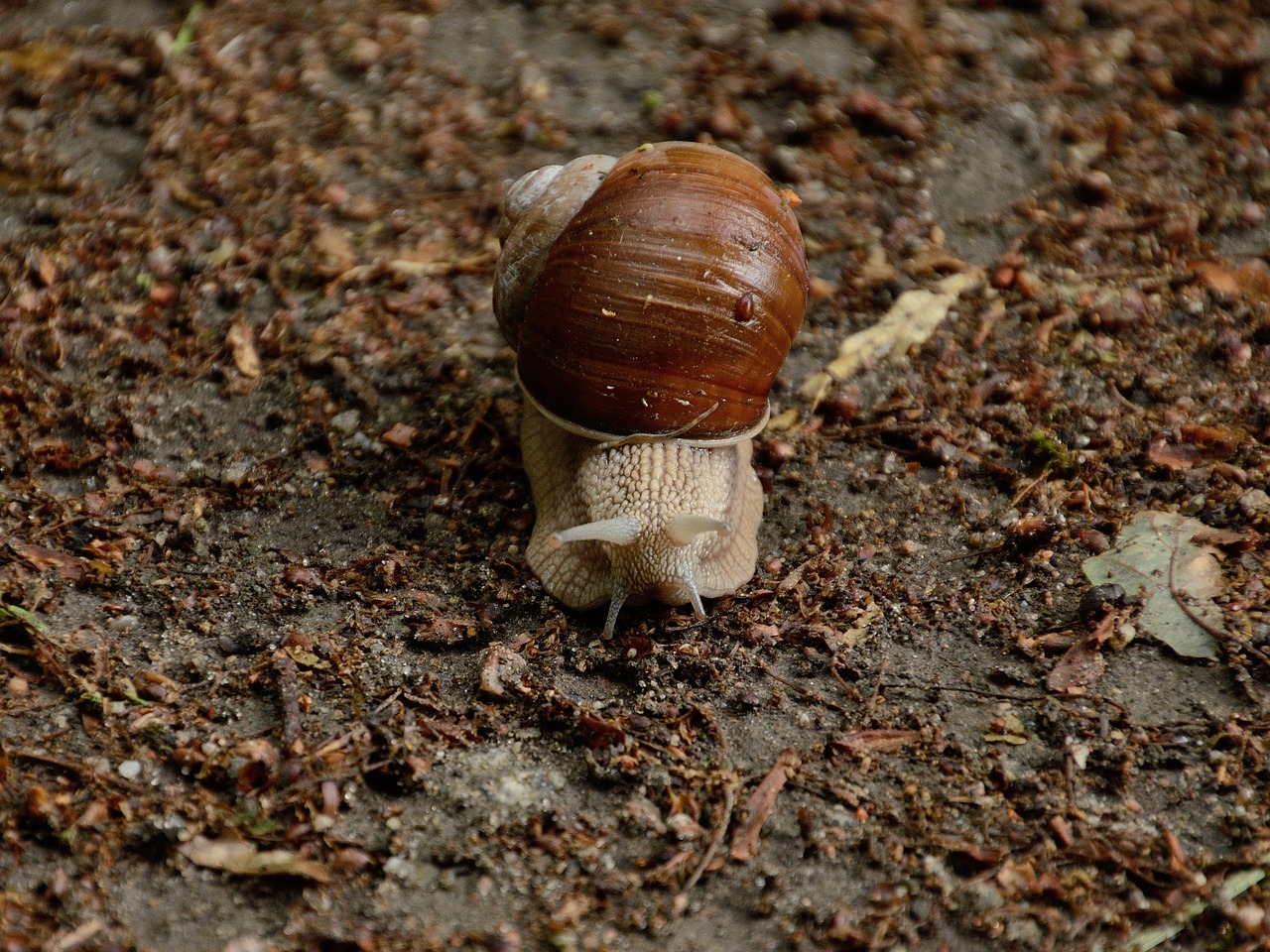 snail land snail mollusk free photo