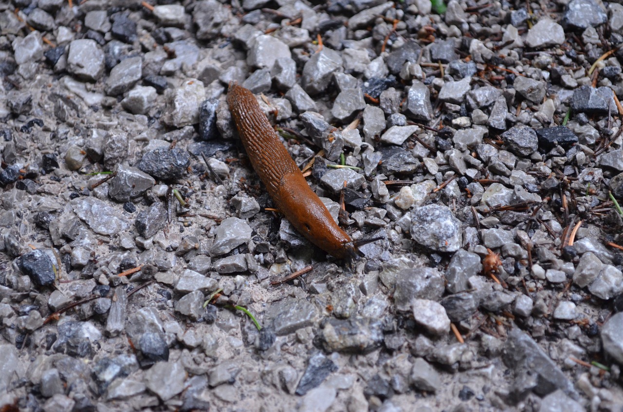slug snail forest free photo