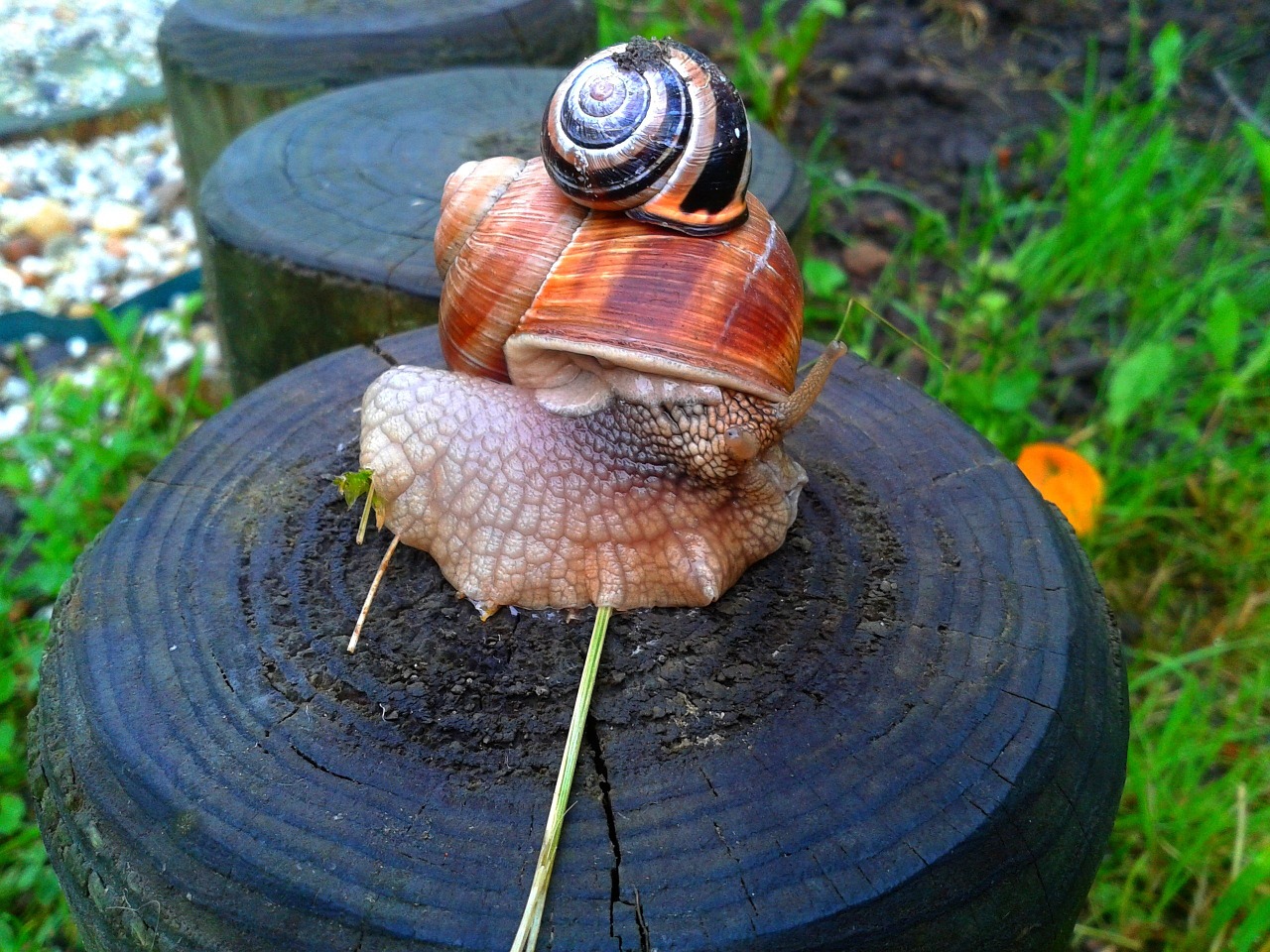 snail the creation of nature free photo