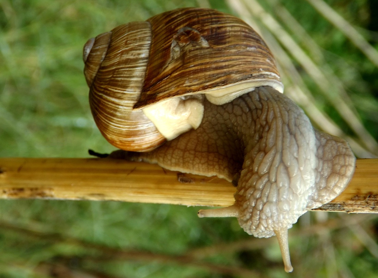 snail casey shell free photo
