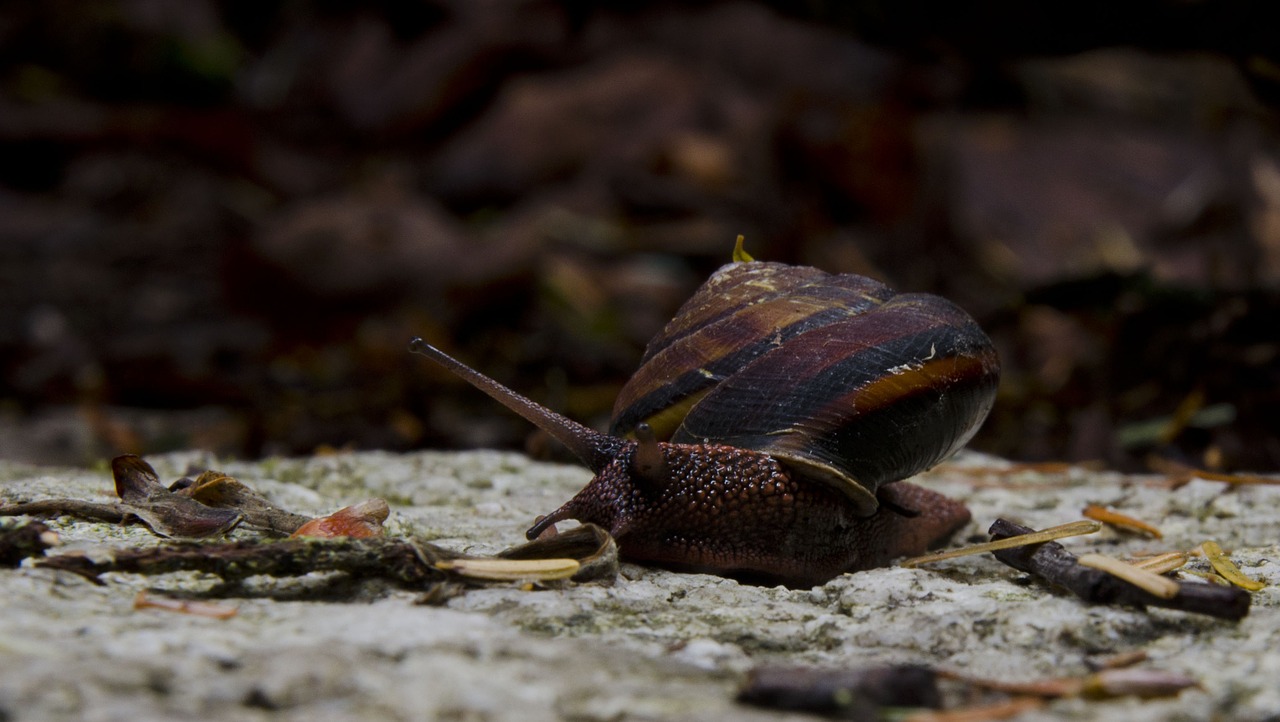 snail nature slow free photo