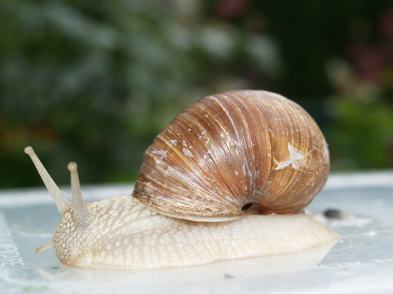 snail nature animals free photo