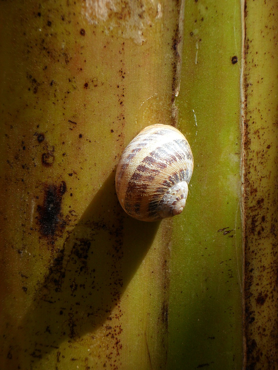 snail shell shadow free photo