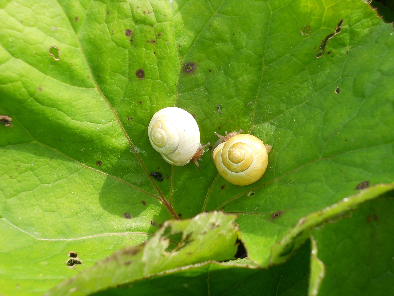 love snail nature free photo