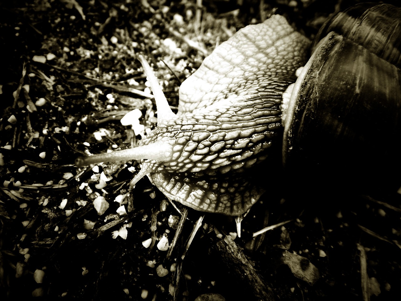 snail black and white animal free photo