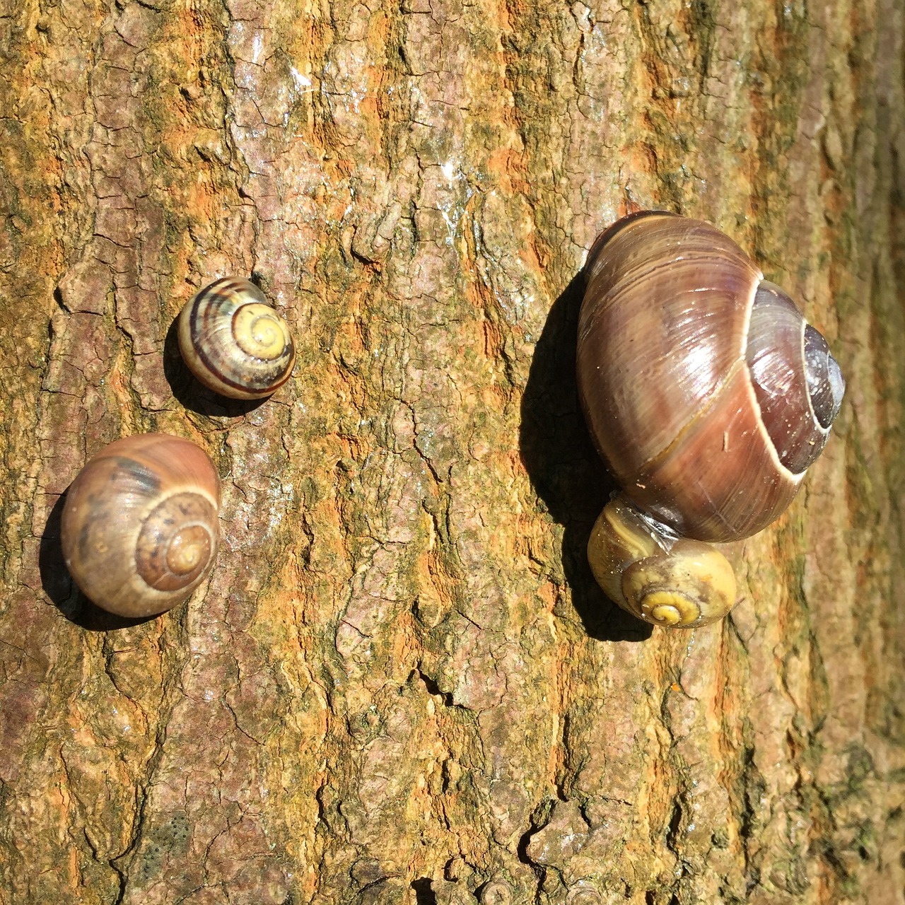 snail tree nature free photo