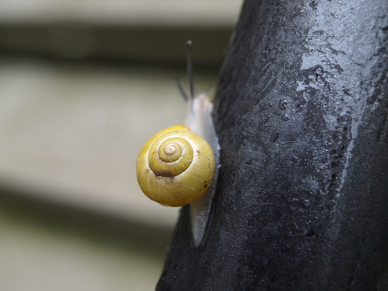 snail mollusk shell free photo