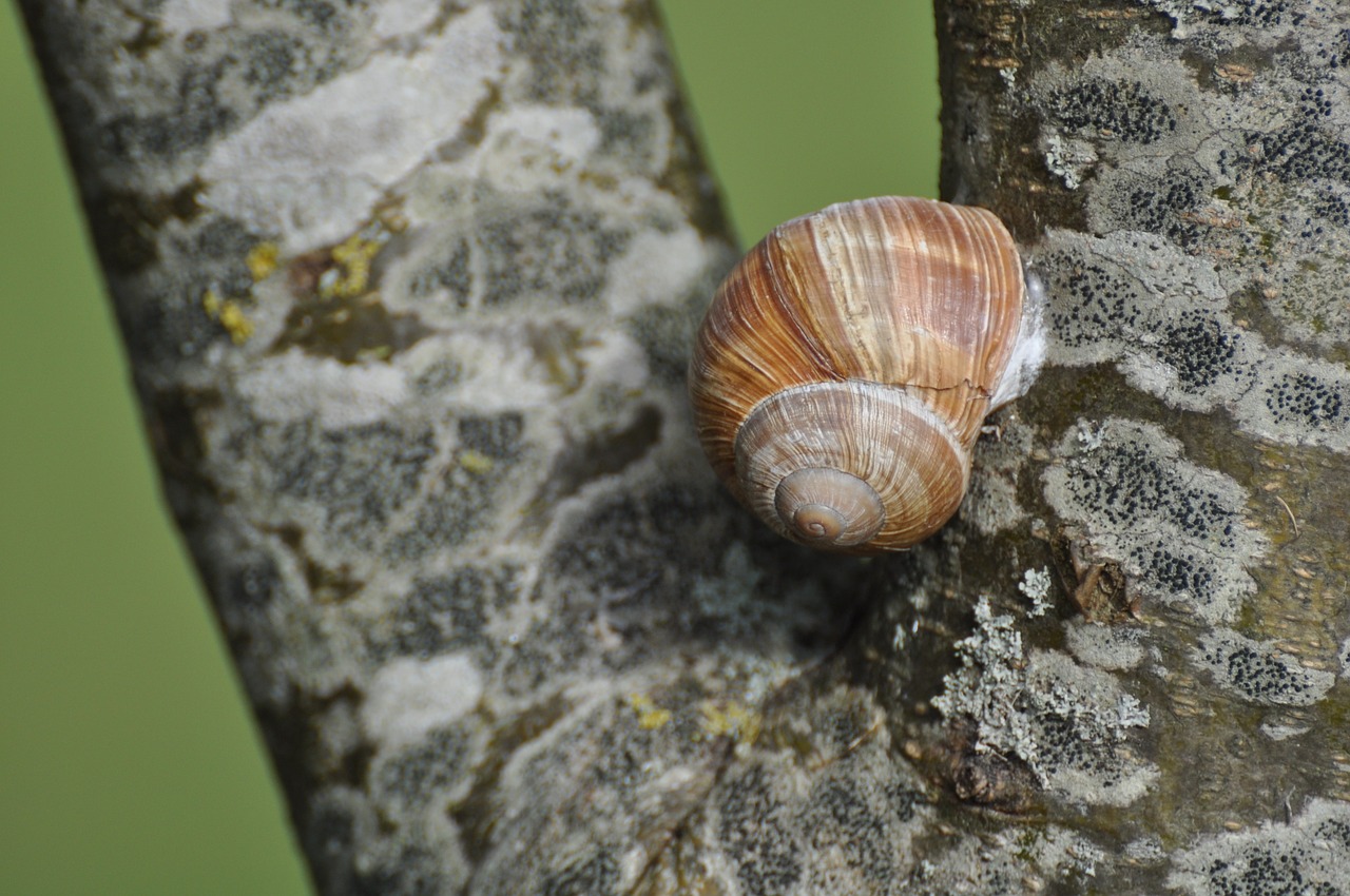 snail trunk burgundy free photo