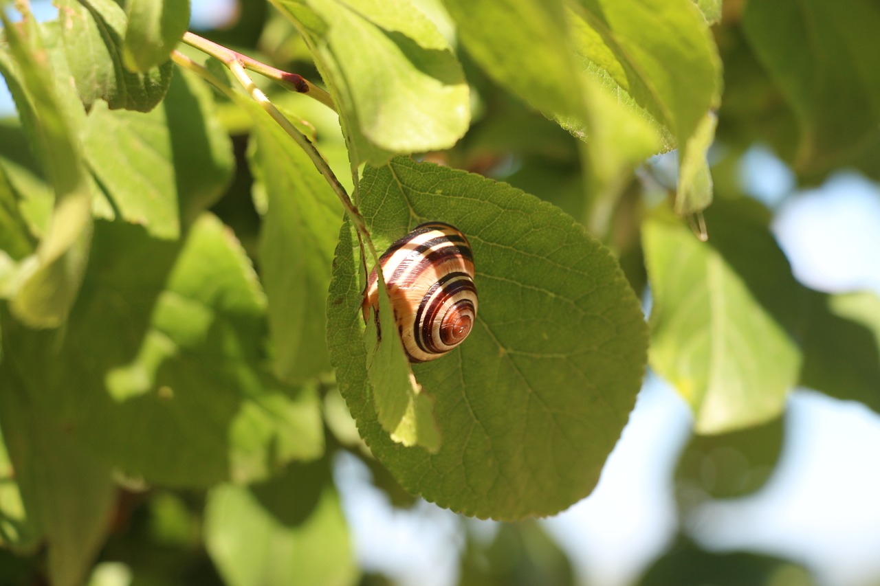 snail nature leaves free photo