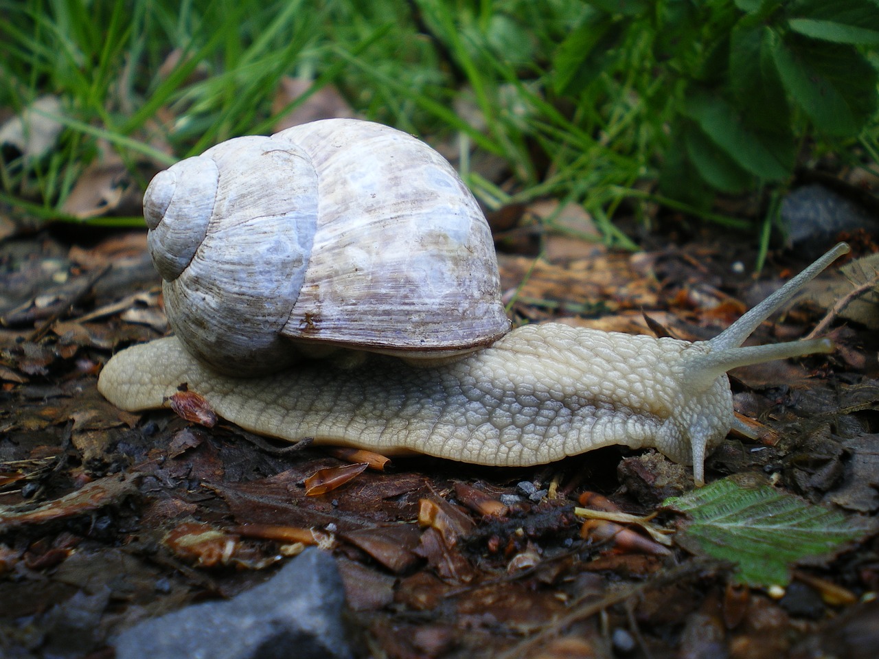 snail shell gastropoda free photo