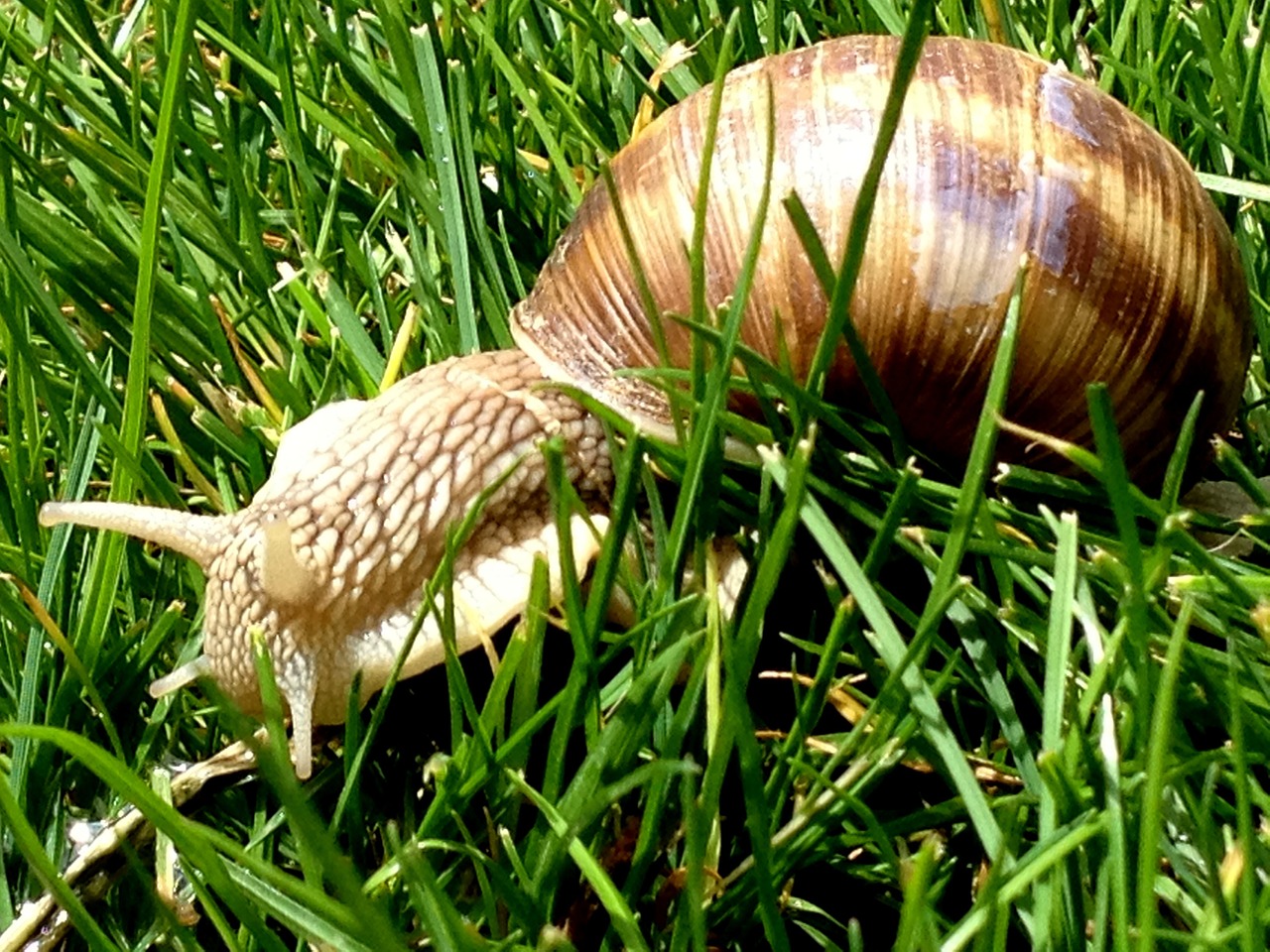 snail animals slime free photo