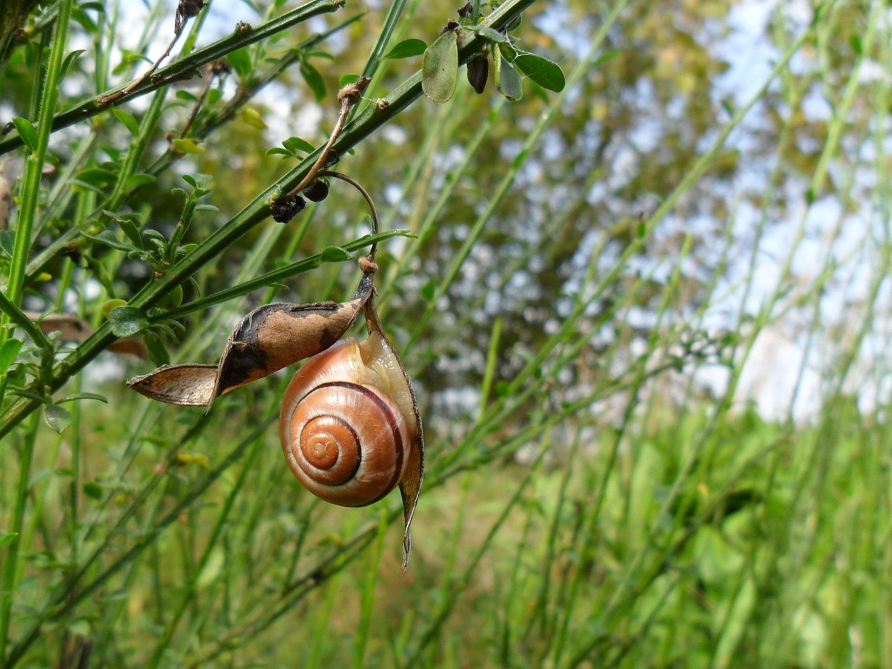 snail home depend on free photo