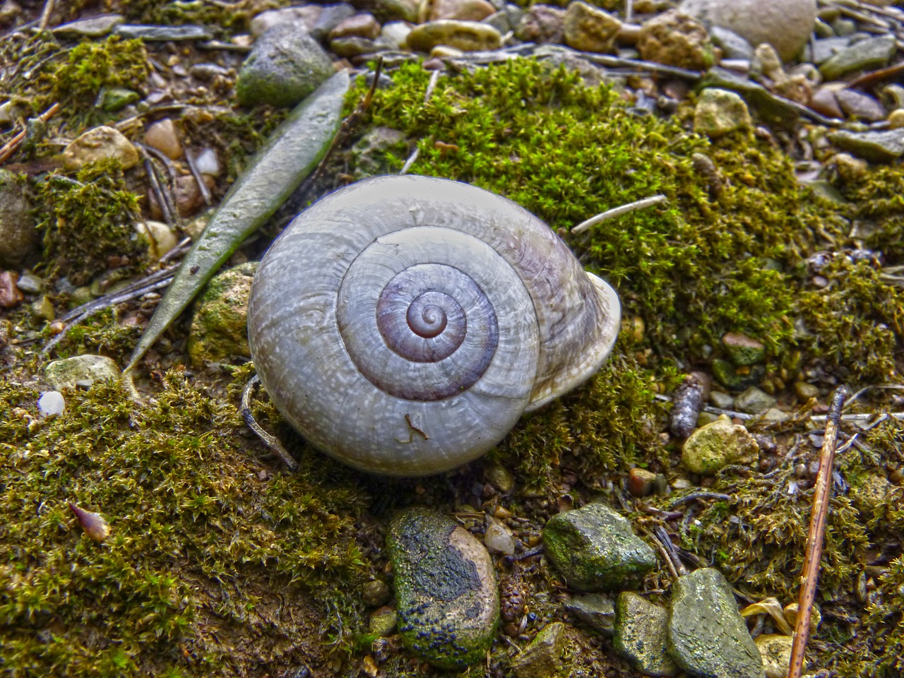 snail shell forest free photo