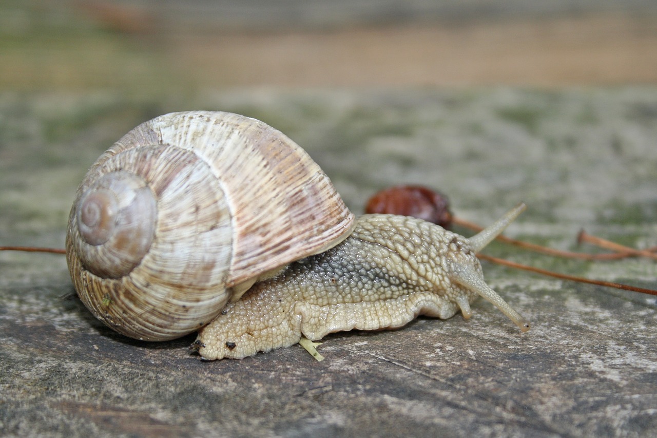 snail animal free pictures free photo