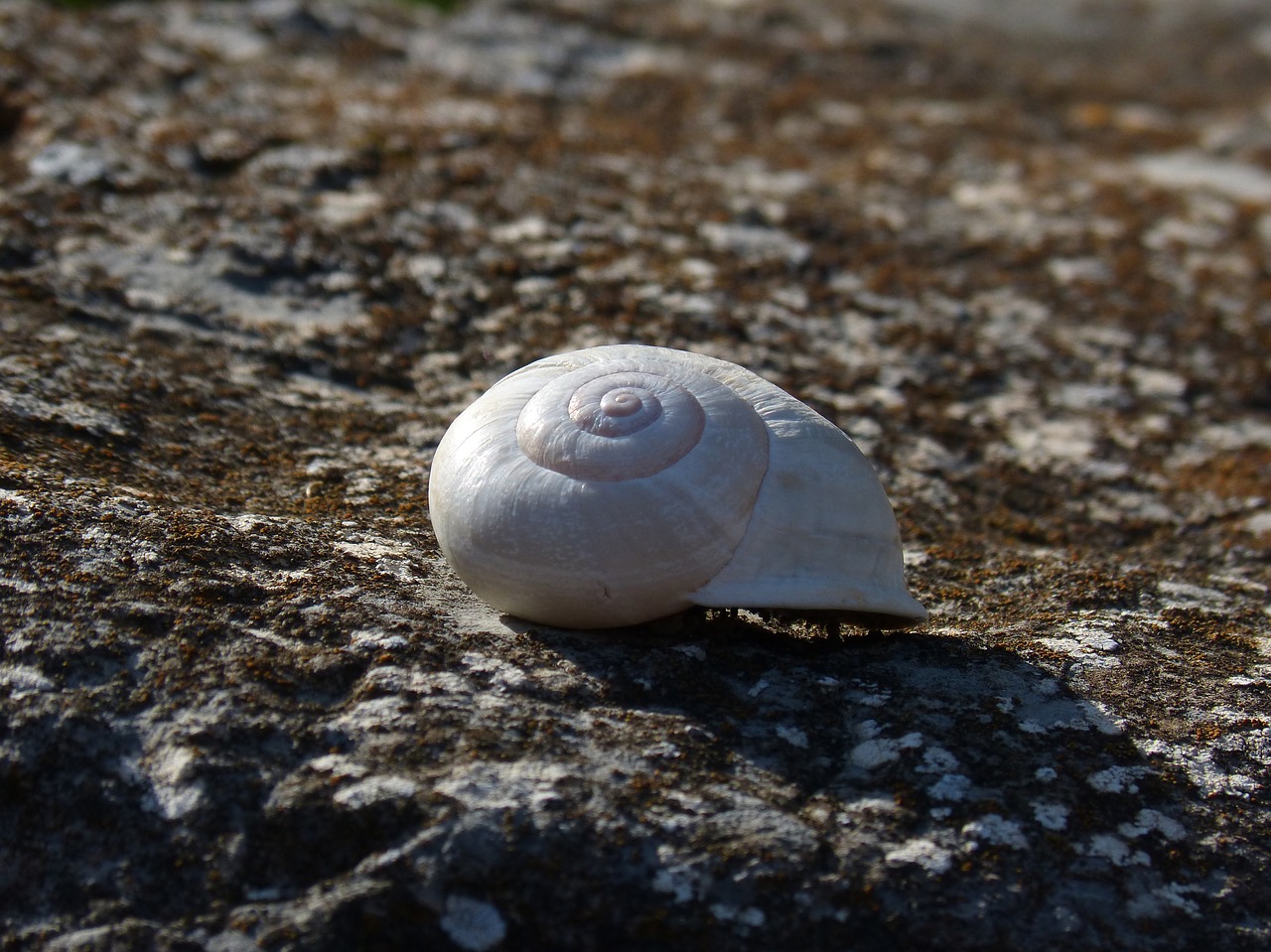 snail spiral stone free photo