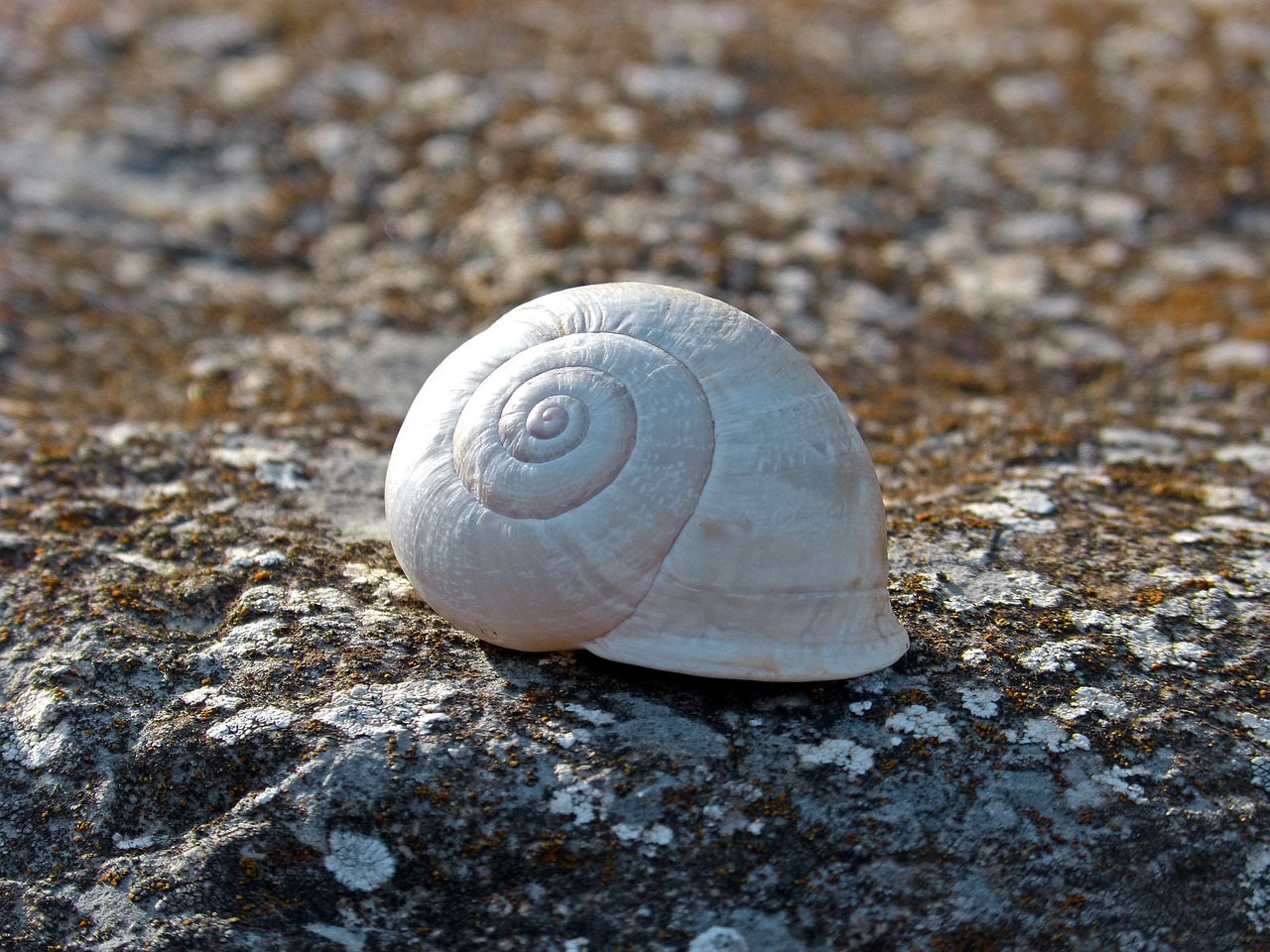 snail spiral stone free photo