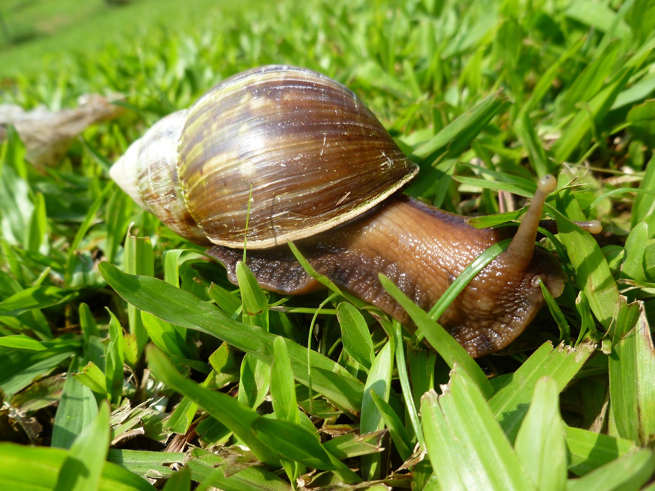 snail grass giant free photo