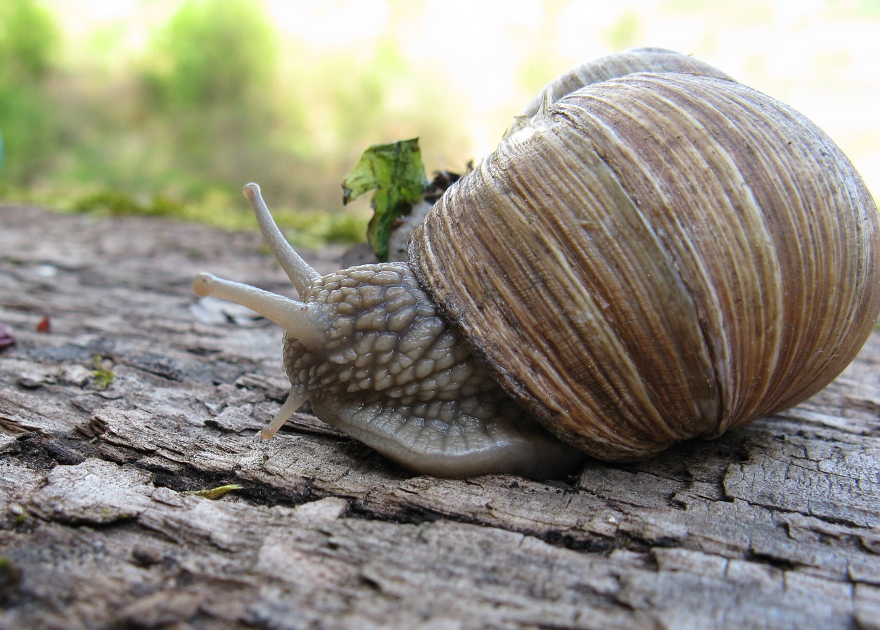 snail helix pomatia shell free photo