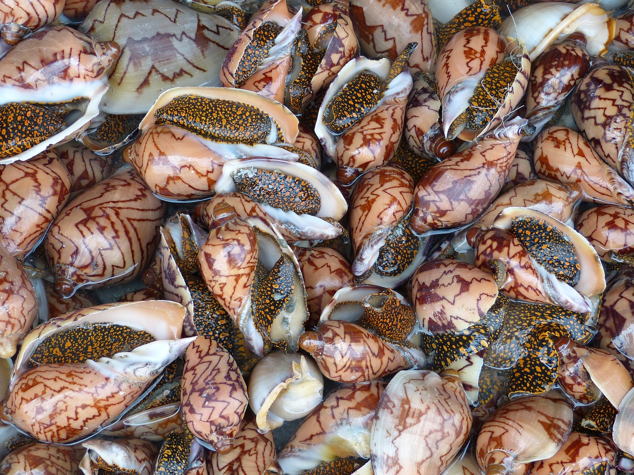 snail shell seafood free photo