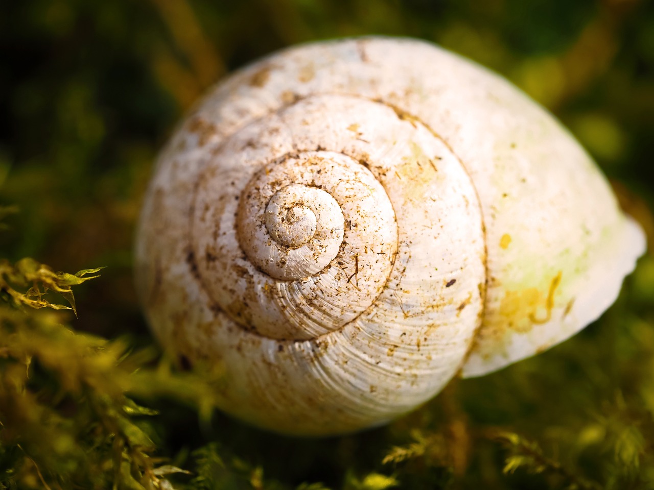 snail snail shell shell free photo