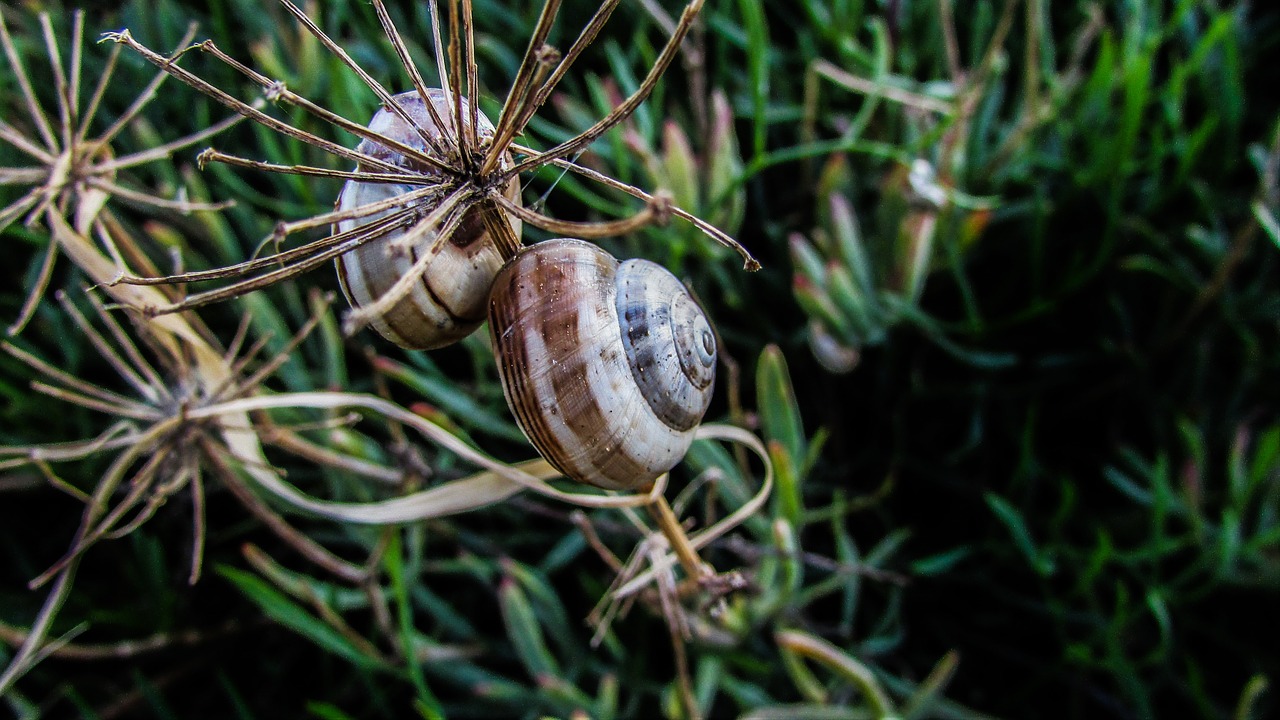 snail nature shell free photo