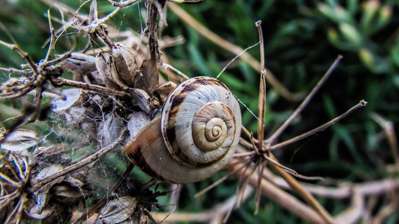 snail nature shell free photo