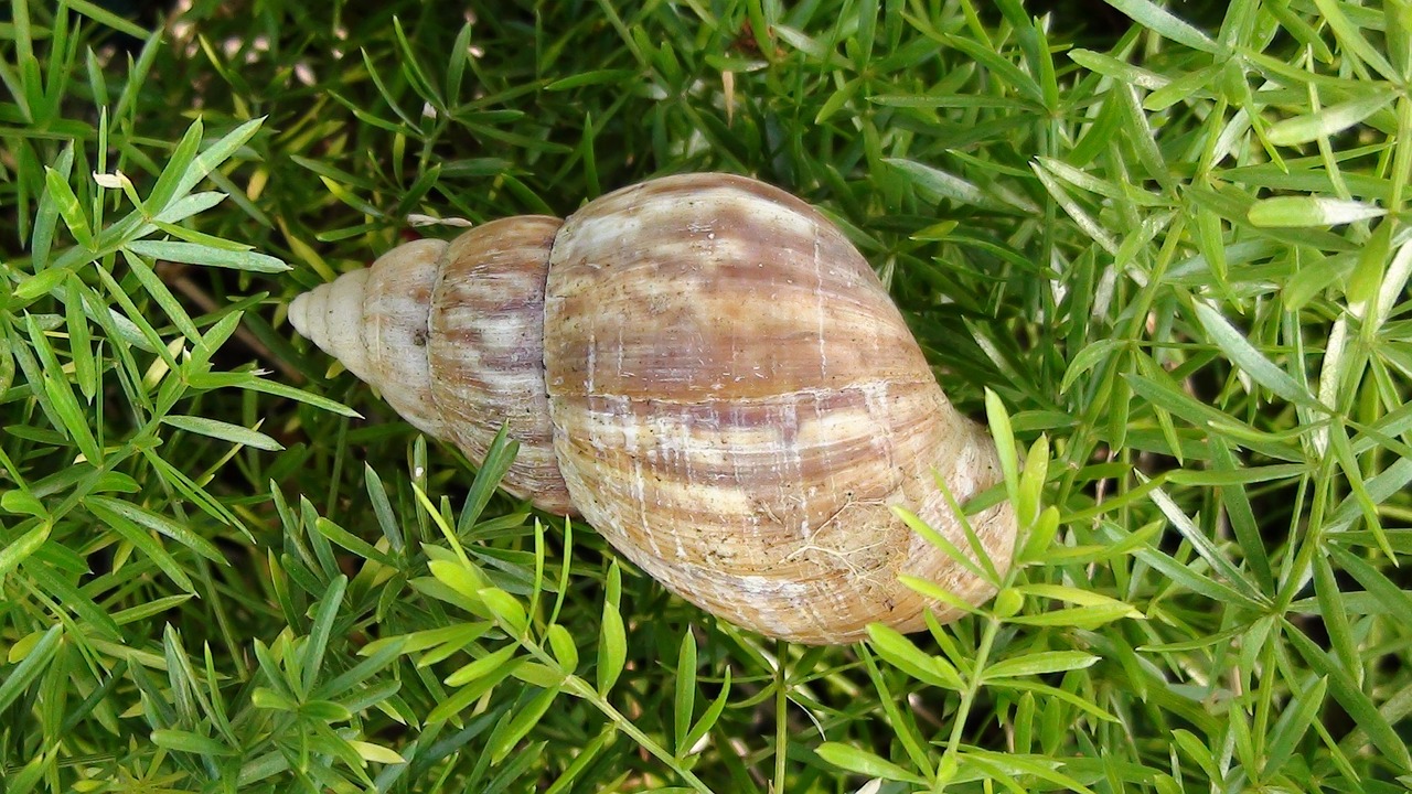 snail shell grass free photo