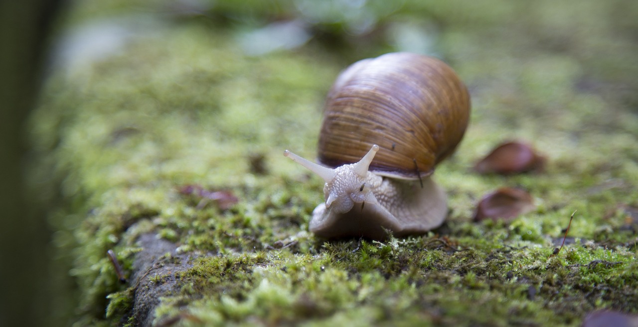 snail shell slug free photo
