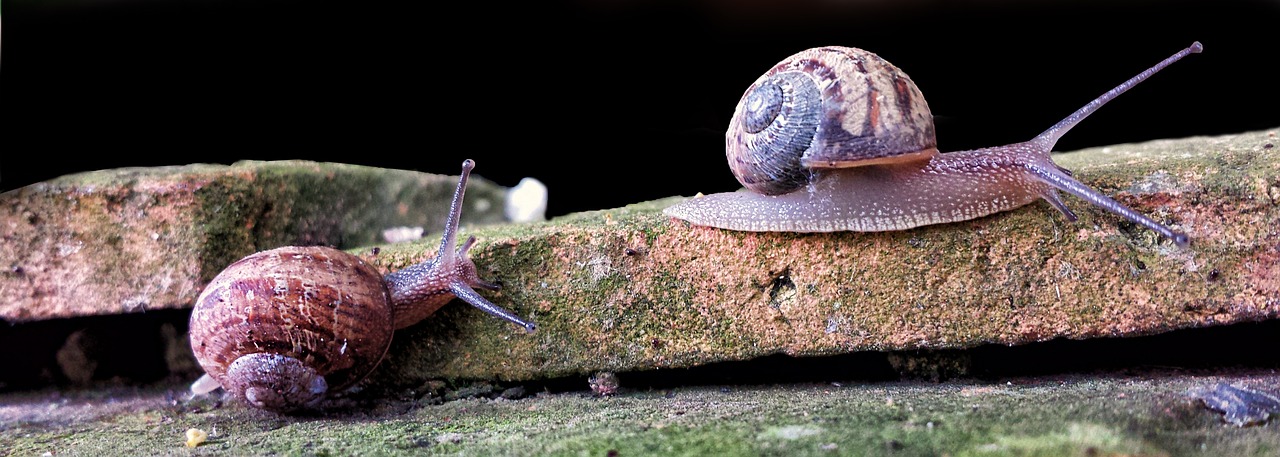 snail gastropod wall free photo