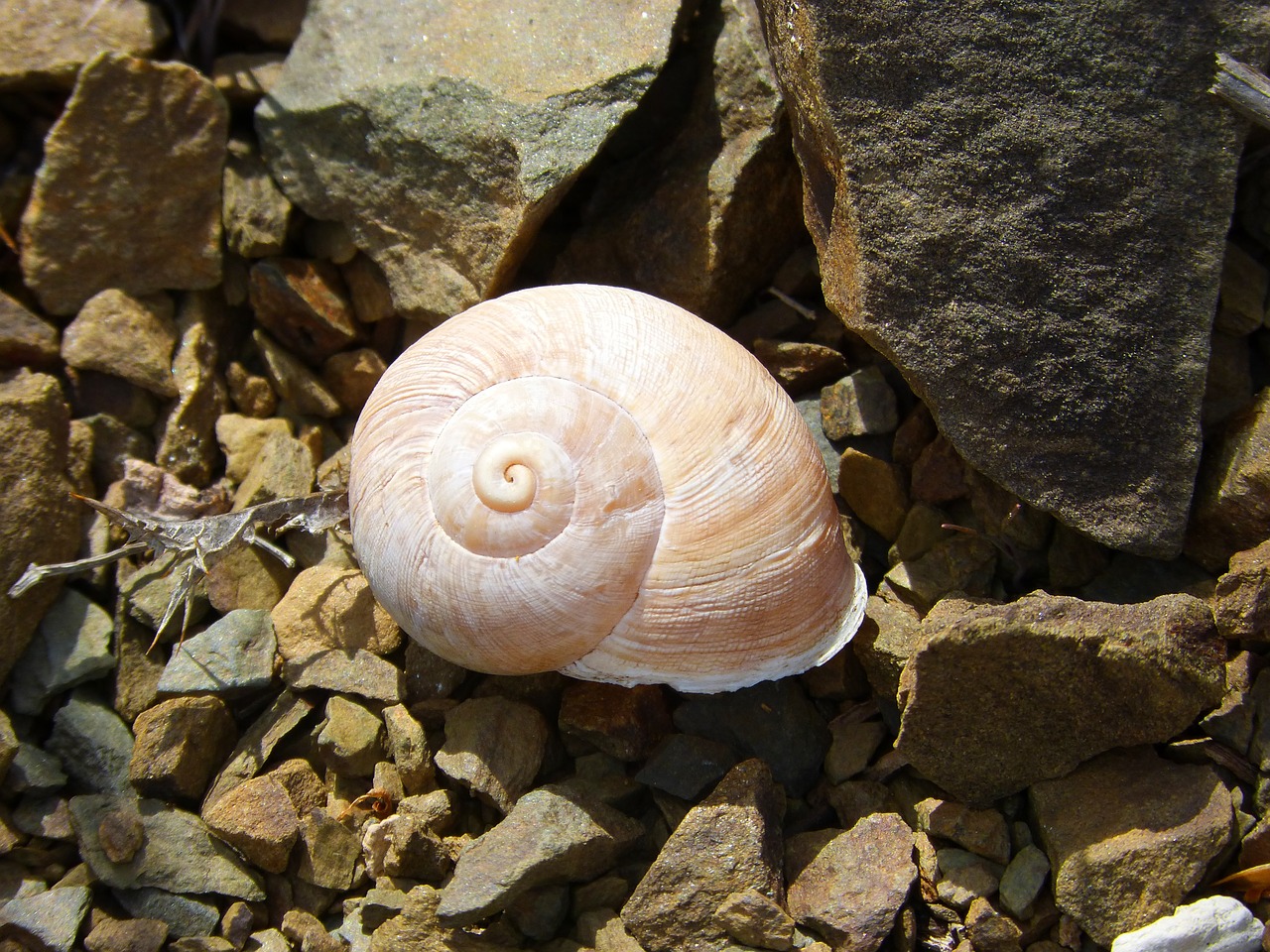 snail shell spiral free photo