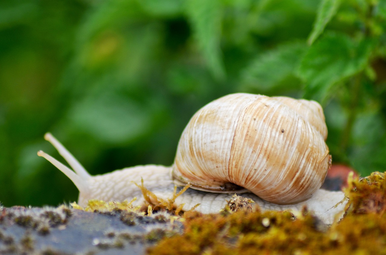 snail rain insect free photo