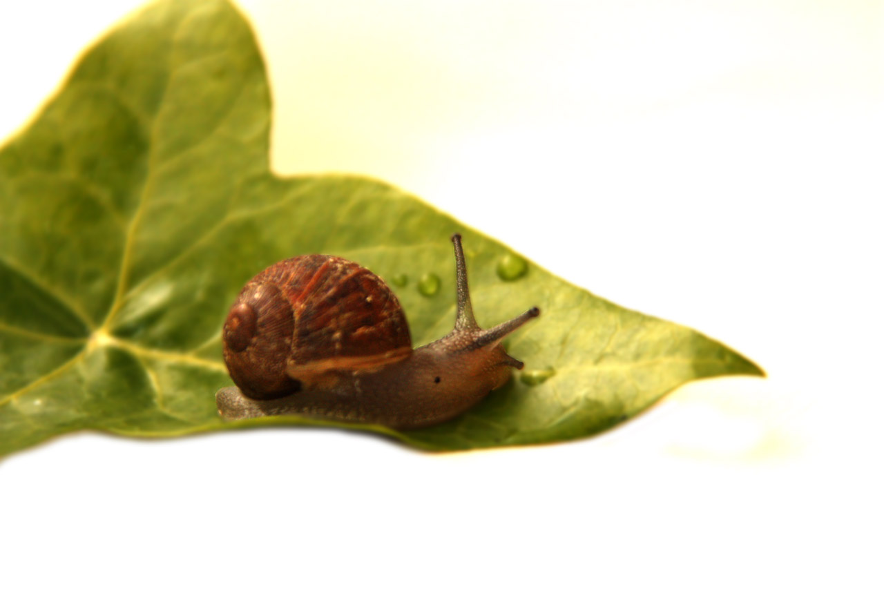 snail animal leaf free photo