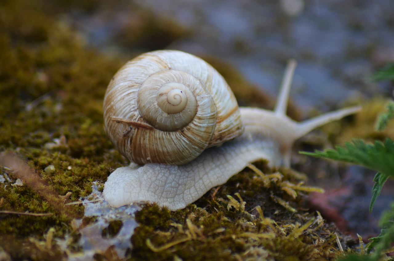 snail insect nature free photo