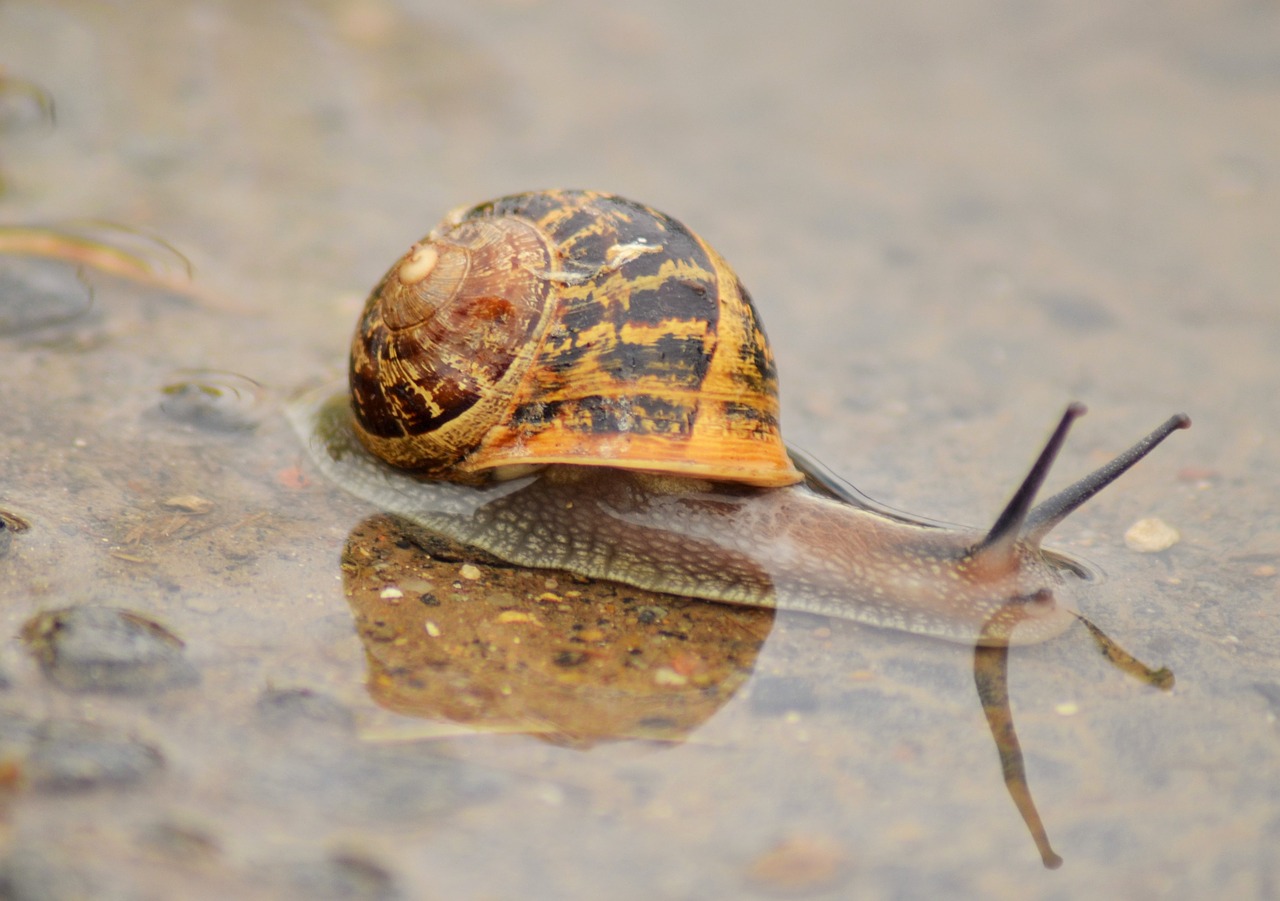 snail insect nature free photo