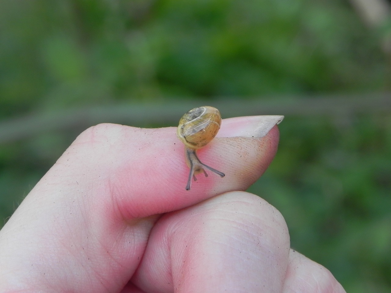 snail nature fauna free photo